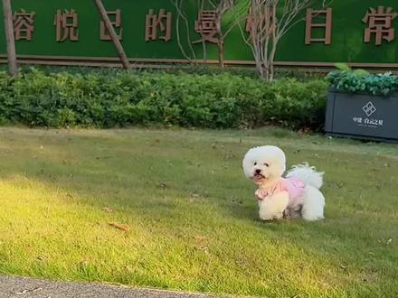 姨姨别走 我小斗有话跟你说~ #萌宠 #狗狗的心思都写在脸上了 #萌宠动物 #萌宠出道计划 #宠物