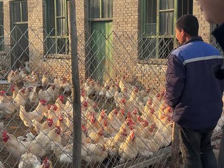 老乡养了600多只大公鸡,从小喂到大,都是吃玉米粒长大的,现在有6个多月,家禽之间也是物竞天择,偶有互相啄的事情发生。#公鸡 #乡村振兴 #服务三农 #养殖 #爱临汾赢未来