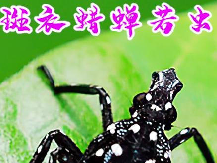 斑衣蜡蝉若虫#神秘 #涨知识