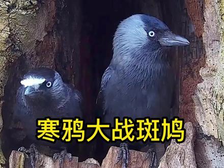 斑鸠VS寒鸦,一只斑鸠好不容易找到一个巢穴,结果被寒鸦堵在家里打#野生动物零距离 #鸟类实拍 #鸟窝 #鸟巢鸟蛋 #神奇动物在抖音