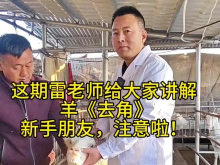 羔羊去角的最佳时间为出生后7一14日龄。这个阶段的羔羊,角芽还处于未完全硬化的稚嫩状态,尚未深入皮肤下层,此时操作能最大程度减少创伤面,不仅出血少,羔羊的应激反应也会更轻微。同时,幼龄羔羊的新陈代谢速度快,伤口愈合能力强,能有效降低感染风险,避免因去角过晚导致角根发育成熟,造成更大损伤,进而影响羔羊的采食、生长发育以及后续的群体饲养管理,是兼顾操作安全性与羔羊生长健康的理想时段。#富平奶山羊 #优质羊乳工程联盟#雷老师带你养好羊#服务三农支持三农 #关注我每天坚持分享知识 #三农