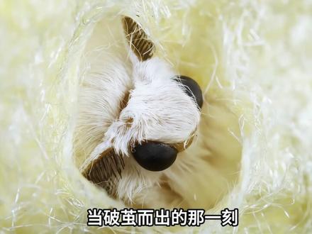 家蚕蛾的悲惨一生! #动物世界 #家蚕蛾