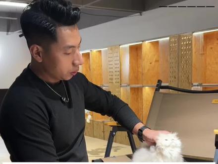 蓝金米努特矮脚猫好看吗? #蓝金加白米努特 #蓝金米努特矮脚猫 #蓝金拿破仑矮脚猫 #蓝金12色 #拿破仑矮脚猫