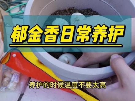 郁金香坐地炮?矮脖子开花咋办 郁金香坐地炮怎么办#郁金香 #郁金香养护
