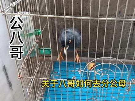 #中视频伙伴计划 #萌宠出道计划 @DOU+小助手 @抖音小助手