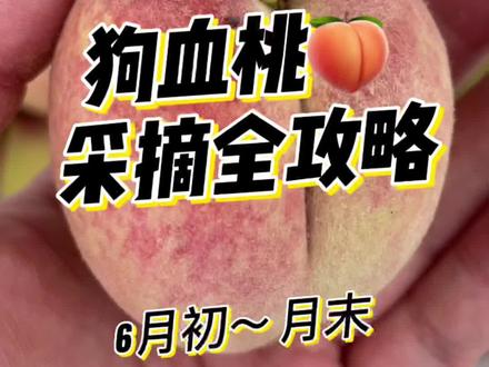正宗狗血桃成熟季为6月初至月末,盛产于大冶市保安镇北山新村,有一家十几年的经验姓张。狗血桃补益气血,养阴生津,女生宜多吃呀!#湖北 #我的乡村生活 #桃子熟了 @湖北发布 @湖北之声
