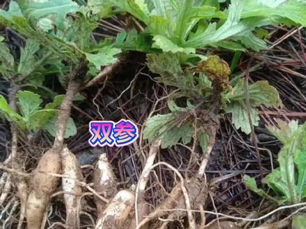 #创造者伙伴计划 中草药 双参#分享百草知识#