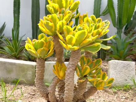 扇贝麒麟锦怎么种?这是我讲解的比较详细的方法,大家不要错过!#扇贝麒麟锦 #养护小知识 #阳台小院均可种植 #抖音618好物节 #多肉植物