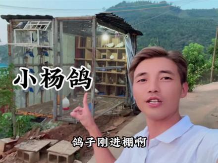 本来想养几只玩玩结果越养越多😅#鸽子 #记录真实生活