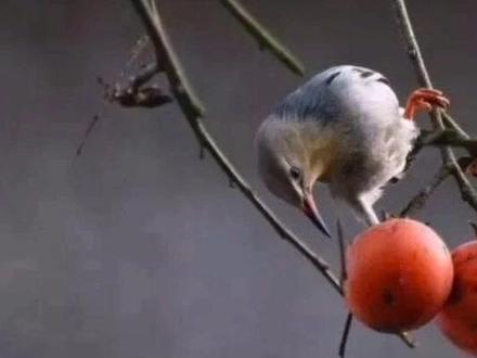 第106集 | 生柿能清热解毒,是降压止血的良药,对治疗高血压、痔疮出血、便秘有良好的疗效,另外,柿蒡、柿叶都