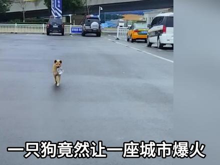 安徽宣城黄站长与出租车司机的故事火爆外网#黄站长 #中华田园犬#硬核深度计划#外国人看中国