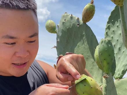仙人掌🌵的果实!就算全身都是刺也得尝一尝啊😂😂真的好扎手#仙人掌