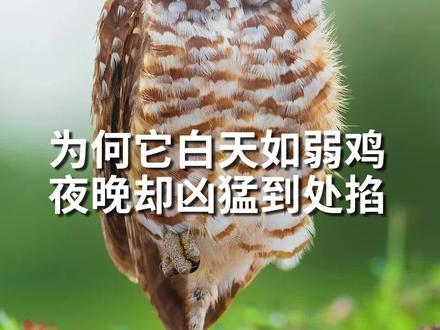 为什么猫头鹰白天是个战五渣,一到晚上却能威风凛凛到处掐?#动物科普 #搞笑动物 #猫头鹰