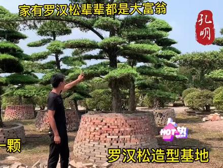 因租金到期150颗造型罗汉松特价处理,价格10000到30000多 #造型罗汉松 #罗汉松