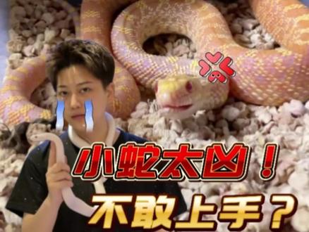 如果你家小蛇太凶,不敢上手怎么办?#宠物蛇 #新手入坑 #玉米蛇在哪买 #宠物蛇科普 #爬宠店