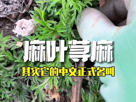 这个扎人的山野菜叫哈拉海,炖土豆、炖豆腐、炖排骨,吃起来滑溜溜的,非常好吃!#萌知计划 #植物科普 #大自然的馈赠 #三农 #大自然的搬运工 #神奇的大自然 #挖野菜 #野菜 #野菜美食 #一花一草一世界 #大自然 #野生植物 #农村野菜 #万物生长 #有认识的吗