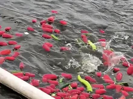 太神奇啦~鱼爱吃辣椒!
长沙一塘主辣椒喂鱼走红网络
风芒新闻记者实地探访:
钓友直言鱼肉不辣反甜 比饲料喂养的鱼更好吃。#长沙一塘主辣椒喂鱼走红网络