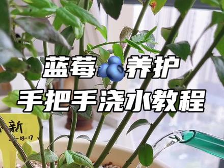 浇水越勤果越少💯保姆级蓝莓浇水干货,不会浇水的邻居们举手集合🙋
#种植小技巧 #自家种植 #种蓝莓我是认真的 #蓝莓养护 #家庭种植 @抖音小助手 @DOU+小助手