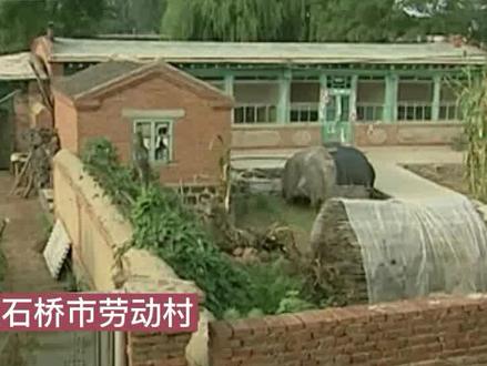 辽宁一村庄大量毒蝎袭击村民。村民损失惨重苦不堪言。#蝎子 #奇闻异事