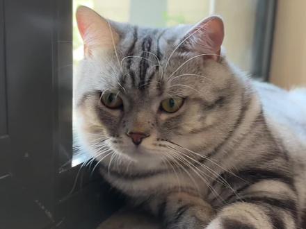 为什么说猫咪能看懂人心#养猫人#萌宠出道计划 #家有萌宠#美短虎斑猫