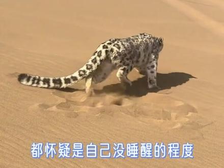 你可曾在沙漠中救过一只雪豹?#沙漠 #雪豹 #万万没想到 #搞笑 #大自然