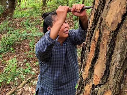 原来山里松树皮”也可以拿来泡脚!#农村生活