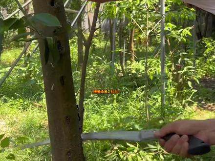 种植奇楠是什么?值不值得买? #种植沉香#野生沉香#沉香手串#奇楠沉香#中国好沉香