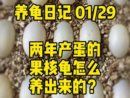果核两年下蛋的要领你get到了吗?#果核#蛋龟#养龟日常#爬宠#人工繁殖@DOU+小助手