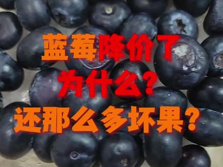 蓝莓降价了为什么还有那么多坏果? #蓝莓#三农#产地#日常#云南蓝莓