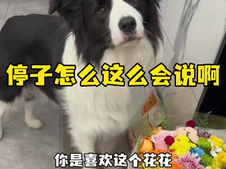 停子哥,总在给我们惊喜#萌宠 #宠物和孩子 #边牧 #狗狗