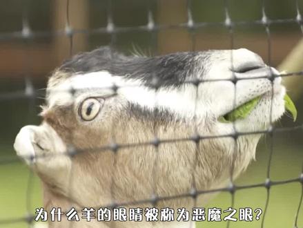 羊眼睛被称为恶魔之眼,为什么它的瞳孔是横着的