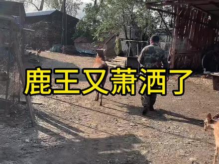 母鹿开始配种了,公鹿又潇洒了#梅花鹿养殖 #农村创业养殖 #新农人计划2023 #三农 #适合全国各地饲养