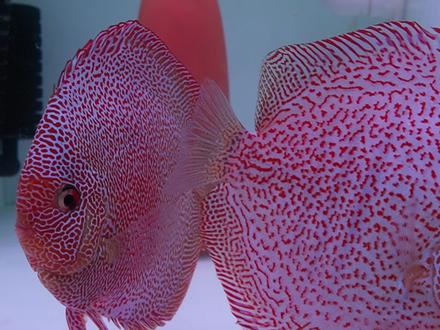 七彩神仙鱼如何区分公母#水族 #观赏鱼 #养鱼日记 #新手养鱼 #七彩神仙鱼如何繁殖