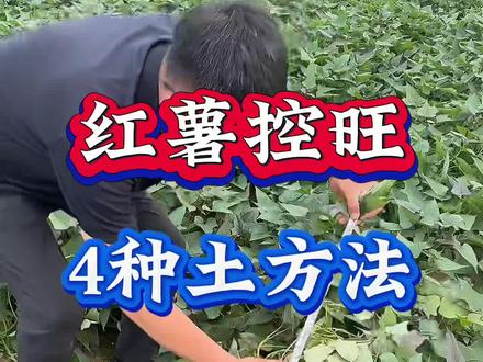 红薯控旺 4种土方法#红薯#红薯控旺#红薯高产