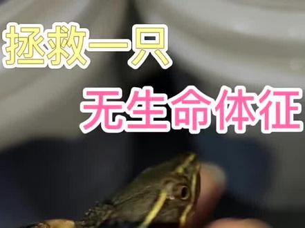溺水的乌龟居然奇迹般的救活了#养龟日常 #龟宠时代 #宠物乌龟 #麝香龟 #白缘龟宿