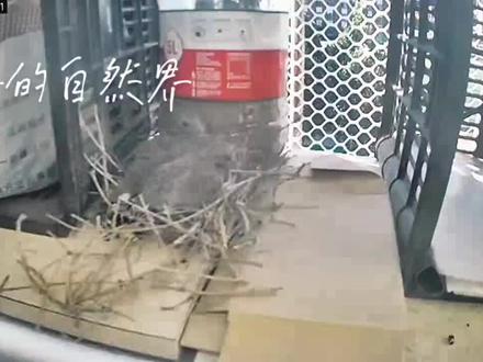 残酷的自然界,斑鸠的天敌红隼抓走了可伶的小雏鸠