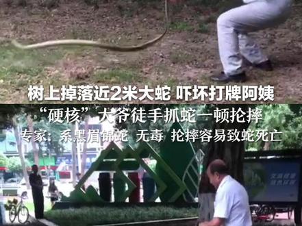 树上掉落近2米大蛇 吓坏打牌阿姨 “硬核”大爷徒手抓蛇一顿抡摔 专家:系黑眉锦蛇 无毒 抡摔容易致蛇死亡