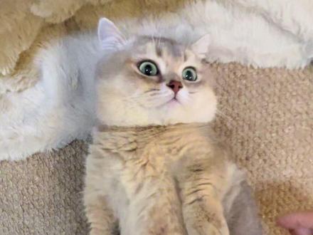 诶?小咪~噢小猫咪!哈哈哈…#小猫咪 #可爱到犯规