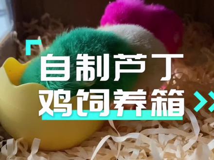 我的小鸡有窝了,废旧纸箱摇身一变成鸡的别墅🏡!省时省力又省钱,何乐而不为呢?#养鸡 #小鸡仔 #万物皆有灵性 #废物利用 #变废为宝 @抖音小助手