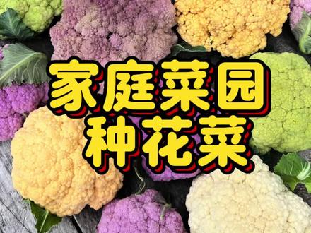 一起种好看又好吃的花菜吧#记录我的种植生活 #种彩色花菜 #种菜分享 #小菜园 #花菜种植