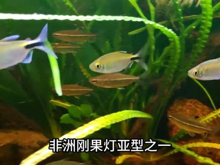 草缸中高端小型热带鱼合集 #观赏鱼 #水族 #养鱼日记 #灯鱼