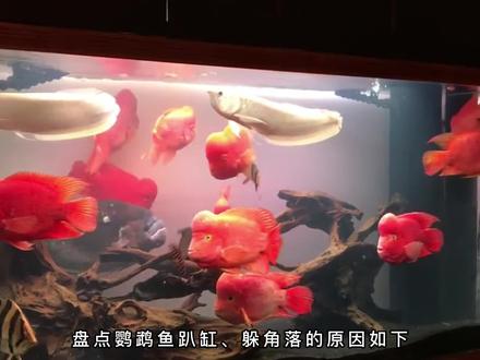 鹦鹉鱼趴缸躲角落是什么原因 #鹦鹉鱼 #养鱼日记