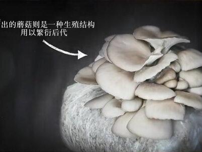 平菇是如何长成人类盘中餐的#食用菌栽培 #食用菌生产 #菌菇 #食用菌机械 #健康食材 #科普一下 #健康食品 #蘑菇 #生命的力量