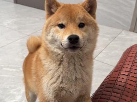 纸巾萝卜挑战,被柴犬制裁了 #养狗人 #萌宠狗狗 #萌宠