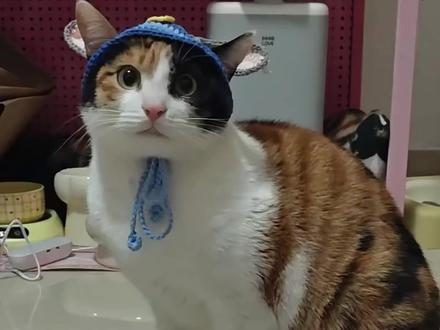 网络人物志第51期 超级无敌大开门 #超级无敌大开门 #猫咪 #茶茶丸 #人物志 素材来自:@超级无敌大开门