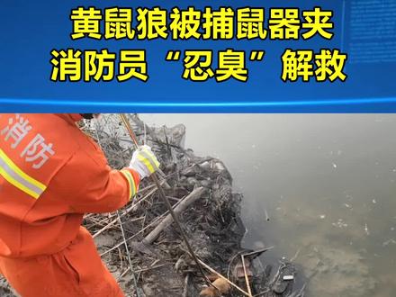 黄鼠狼被捕鼠器夹,消防员“忍臭”解救#救援 #黄鼠狼 #消防员 #金玉视角 #新闻 #热点 #最新 #最新消息