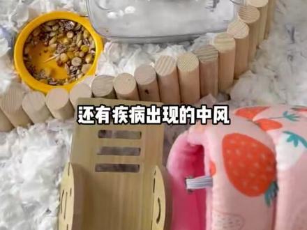 仓鼠得了失序症怎么办!!! #仓鼠 #仓鼠失序症 #仓鼠日常 #仓鼠科普 #仓鼠小知识