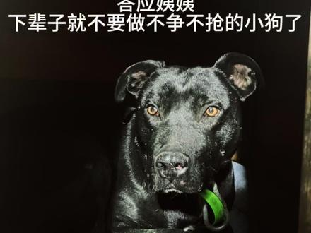 今夜无眠 和你见面的第三天 你就不和我玩了 我根本无法想象 明天如何面对你冰冷冷的身体 你很棒 去享福吧 晚安 可乐#实战猎犬 #西北刀客 #西北刀客公益护农 #西北刀客可乐