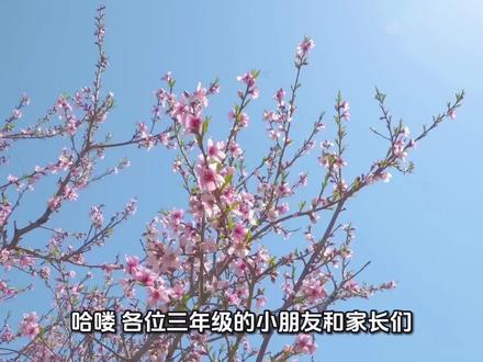 三年级写景作文《我的植物朋友——桃花》
五步写法,照着写就是满分作文
远看+近看+形状+颜色+香味
孩子一看就会,收藏起来练一练~
#三年级语文 #第一单元习作 #我的植物朋友