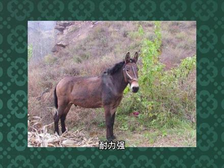 骡子不分公母吗?驴和马到底干了啥?导致了骡子怀孕必死的谣言